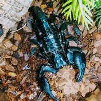 Javanimetrus cyaneus (scorpione della foresta blu