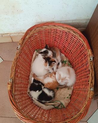 Gattini in Provincia di Avellino
