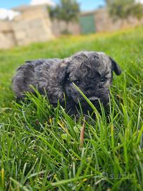 Barboncina color silver