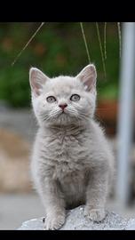 Cuccioli British shorthair con pedigree