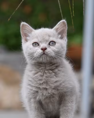 Cuccioli British shorthair con pedigree