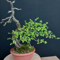 bonsai yamadori crategus