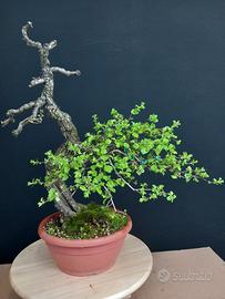 bonsai yamadori crategus