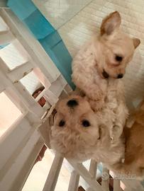 Cuccioli di Maltipoo