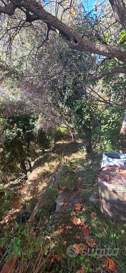 Immerso nel verde - Vista 5