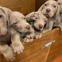 BRACCO DI WEIMARANER pedigree Expo