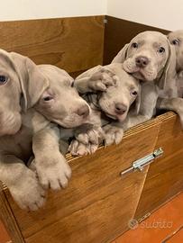 BRACCO DI WEIMARANER pedigree Expo adozione
