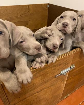 BRACCO DI WEIMARANER pedigree Expo