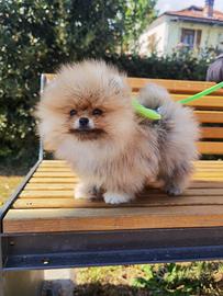 Volpino pomerania FIGLIO DI CAMPIONE 2 mesi maschi