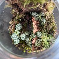 Ecosistemi (terrari)