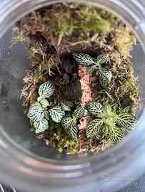 Ecosistemi (terrari)