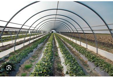 serra 2 pollici larg 6 metri 