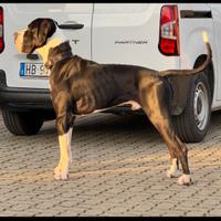 Alano maschio Disponibile per monta