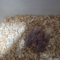 Inseparabili da imbecco pezzati bianchi e blu