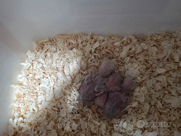 Inseparabili da imbecco pezzati bianchi e blu