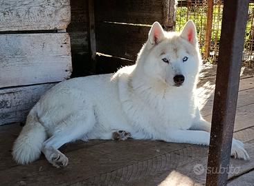 Adulti siberian husky