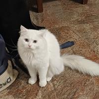 Gatto norvegese bianco