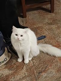 Gatto norvegese bianco