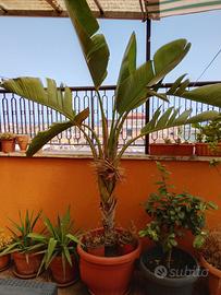 Piante tropicale adulte