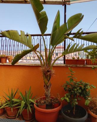 Piante tropicale adulte