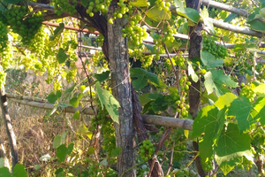 Terreno agricolo