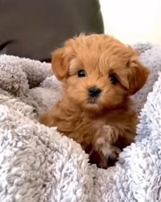 Maltipoo cuccioli maschio e femmina mini toy