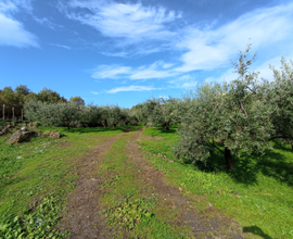 Terreno agricolo uliveto