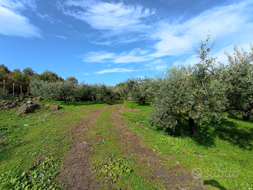 Terreno agricolo uliveto