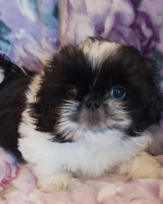 Shih Tzu