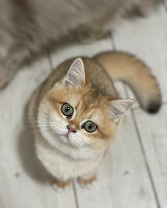 British Shorthair