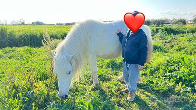 Pony femmina