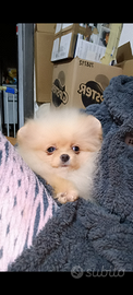 Spitz tedesco nano pomerania