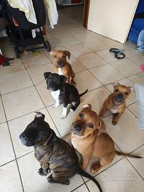 4 cuccioli di amstaff