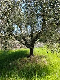 Piante di ulivo