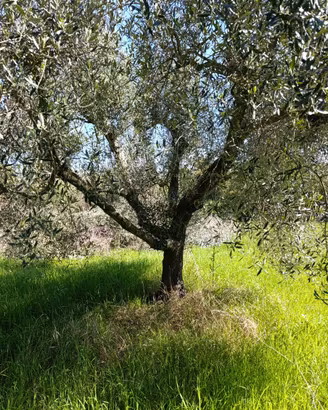 Piante di ulivo