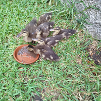 Anatroccoli Germani Reali