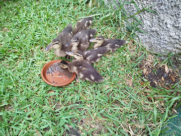 Anatroccoli Germani Reali