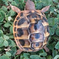 Tartarugh di terra baby Hermann