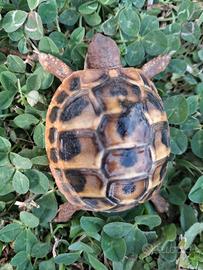 Tartarugh di terra baby Hermann