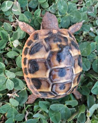 Tartarugh di terra baby Hermann