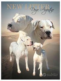 Dogo Argentino cuccioli