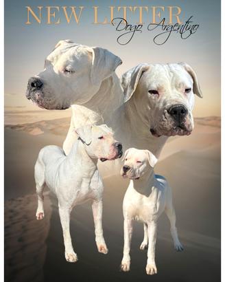 Dogo Argentino cuccioli