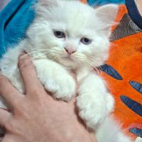 Gattino Persiano/ Ragdoll