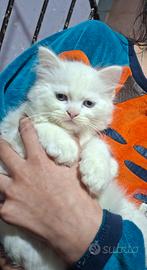 Gattino Persiano/ Ragdoll