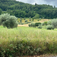 Terreno agricolo zona Rosara (AP)