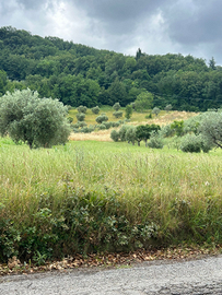 Terreno agricolo zona Rosara (AP)