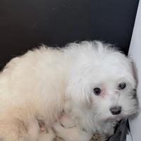 Cucciolata di maltesi Toy nati a Torino gennaio 26