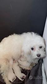 Cucciolata di maltesi Toy nati a Torino gennaio 26