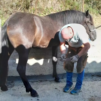 PULEDRI MURGESI rent to buy