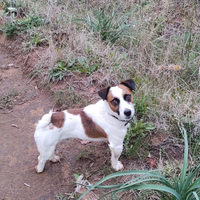 Cane per accoppiamento